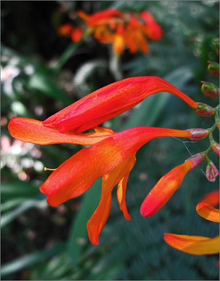 sm 3041 Montbretia.jpg - Montbretia (Crocosmia x crocosmiiflora): There are several stands of the showy non native along the Bear Valley Trail.